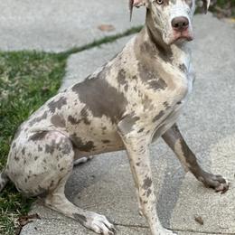 Kenna - Great Dane
