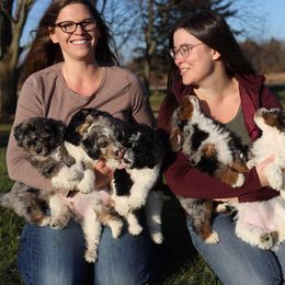 Aussiedoodle Puppies from Crystal Ridge Doodles