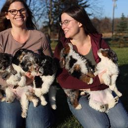 Aussiedoodle Puppies from Crystal Ridge Doodles