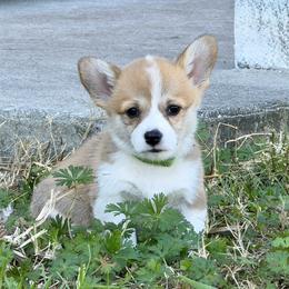 Ruby - Red female Pembroke Welsh Corgi puppy in Yulee, Florida from Pembroke Welsh Corgis at Belle Haven