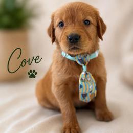 Cove - Dark golden male Golden Retriever puppy in San Bernardino, California from Thegoldendreams1