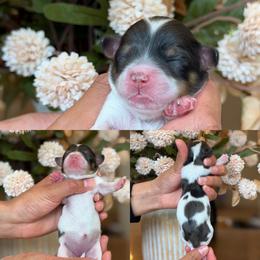 Michelle - Merle female Cavapoo puppy in Yuciapa, California from AlltheDoodlez_