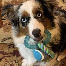 Miniature Australian Shepherds from Circle V Aussies