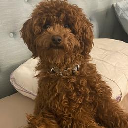 Harlem - Poodle