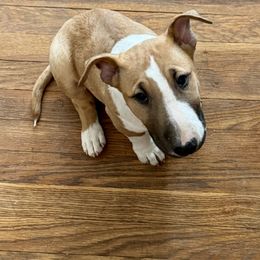 Bull Terrier Puppies from Lynn Hill Bull Terriers