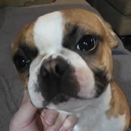 Beignet - Boston Terrier