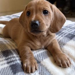 Frankenstein - Red male Dachshund puppy in Jamestown, California from Triple L Dachshunds