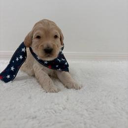 Blue collar - Apricot male Goldendoodle puppy in Surprise, Arizona from AZ Ohana Doodles