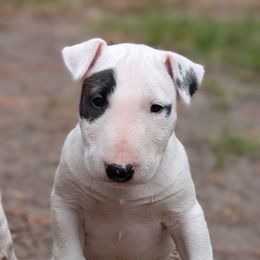 Bulls On Parade Stump Knockin Da Boots - White and brindle male Bull Terrier puppy in Jacksonville, Florida from Bulls On Parade