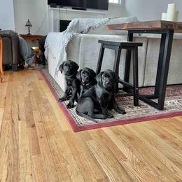 Labrador Retriever Puppies from Branley's Riverside Labradors