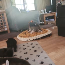 Siberian Husky Puppies from Spirit of the Moon Siberians