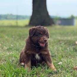Rio - Red tri male Miniature Australian Shepherd puppy in New London, Minnesota from Broken T Australian Shepherds