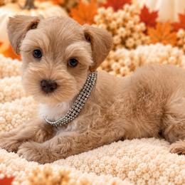 Wheaten Girl 1 - Wheaten female Miniature Schnauzer puppy in San Augustine, Texas from My Little Schnauzer Pals