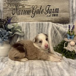 Zya - White and red merle female Border Collie puppy in Moody, Texas from Narrow Gate Farm