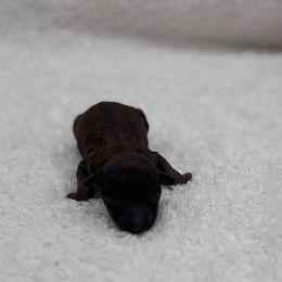 Hershey - Sable female Poodle puppy in Sumter, South Carolina from Lixira Poodles