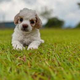 Poodle puppies from Upper Echelon