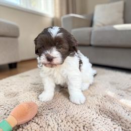 Chocolate  Party - Chocolate and white male Havapoo puppy in Bowling Green, Kentucky from Denise Clark