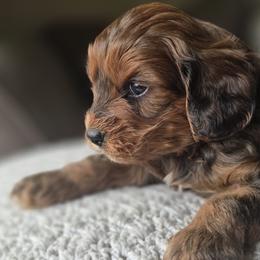 Orange Collar Boy - Tri-color male Cavapoo puppy in Almira, Washington from Cavapoo Cuddles