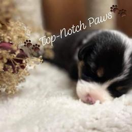 Pembroke Welsh Corgi Puppies from Top-Notch Paws