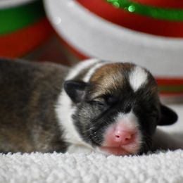 Holly - Sable female Pembroke Welsh Corgi puppy in Gober, Texas from Trigger Time Kennels