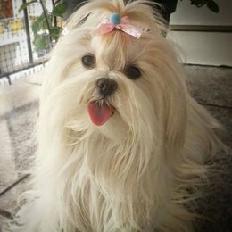 Maltese from Maltese Mama
