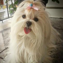 Maltese from Maltese Mama