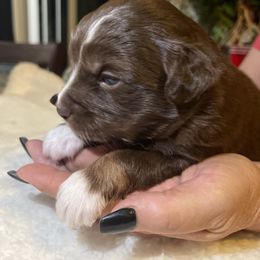 Miniature Australian Shepherd Puppies from Yost Family Mini Aussies