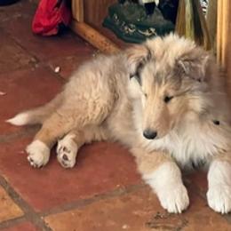 Collies from Belle Fleur Collies