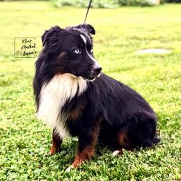 Australian Shepherds, Miniature Australian Shepherds, and Toy Australian Shepherds from New Market Aussies