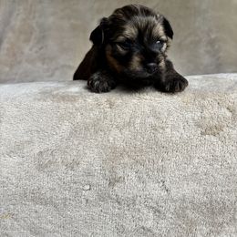 Prince - Chocolate male Havanese puppy in Ashtabula, Ohio from Beulah Bouviers and Havanese