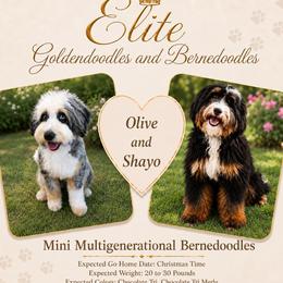 Bernedoodle puppies from Elite Goldendoodles and Bernedoodles