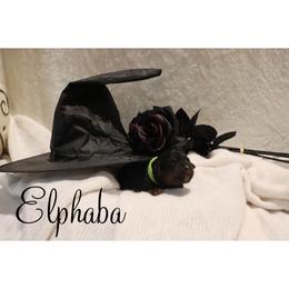 Elphaba - Black female Bernedoodle puppy in Helper, Utah from Doodle Love Utah