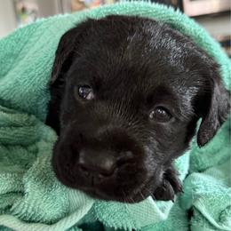 Idaho - Orange Collar - ( Tentatively Heidy) - Black male Labrador Retriever puppy in Greensburg, Kentucky from Paws Farm Retrievers