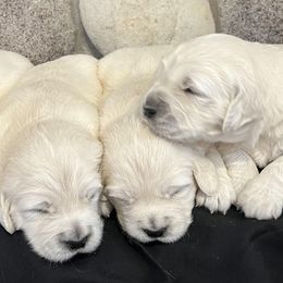 1st Pick Female - Light golden female Golden Retriever puppy in Douglas, Wyoming from White River Retrievers