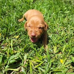 Vizsla Puppies from Western Tennessee Vizslas