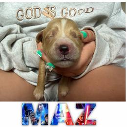 MAZ - Apricot female Goldendoodle puppy in Minneapolis, Minnesota from The Golden Roo