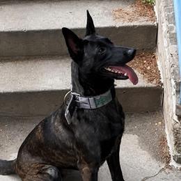 Ava - Belgian Malinois