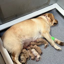 Labrador Retriever puppies from Bellvale Labradors