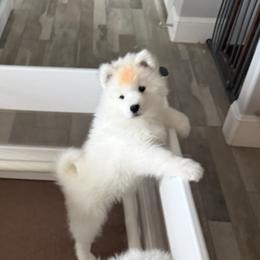 Orange Girl - White female Samoyed puppy in Riverton, Utah from Sandy Decker