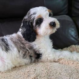 Sailor - Blue merle male Bernedoodle puppy in Mc Gaheysville, Virginia from Doting Doodles