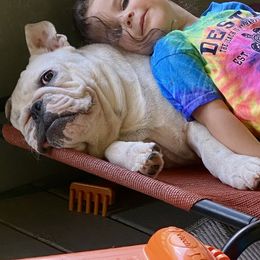 Bulldog Puppies from Jodi's Bulldogs