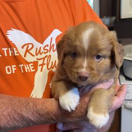 Junior - Red male Nova Scotia Duck Tolling Retriever puppy in Farmington, Illinois from Beekauz Kennel
