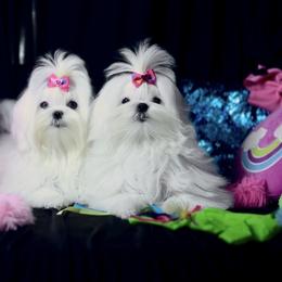 Boujee's Girl 1 - White female Maltese puppy in Arab, Alabama from Always Maltese