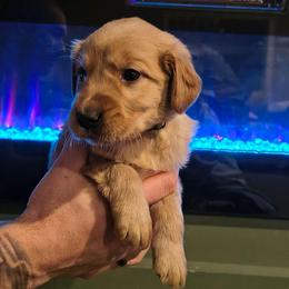 Moose (silver collar) - Golden male Golden Retriever puppy in Tenino, Washington from Oak River Goldens'
