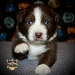 Fireball - Red & white male Miniature Australian Shepherd puppy in El Dorado Springs, Missouri from HP Aussie Kennels