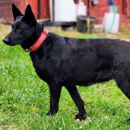 STELLA - Black German Shepherd puppy in Wright County, Missouri from The Old Red Barn Kennel