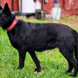 STELLA - Black German Shepherd puppy in Wright County, Missouri from The Old Red Barn Kennel