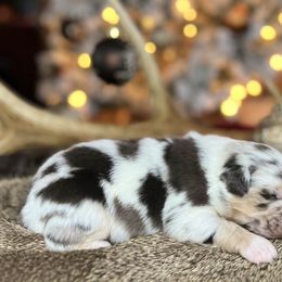 Miniature Australian Shepherd Puppies from Quartz Creek Aussies
