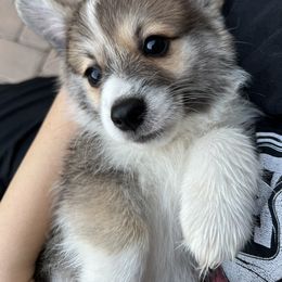 Boy 2 - Companion Cross puppy in San Tan Valley, Arizona from Queen Creek Chilipoms