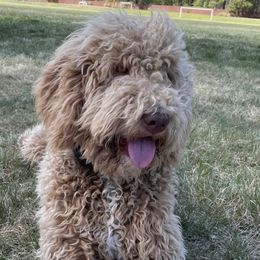 Nova - Goldendoodle